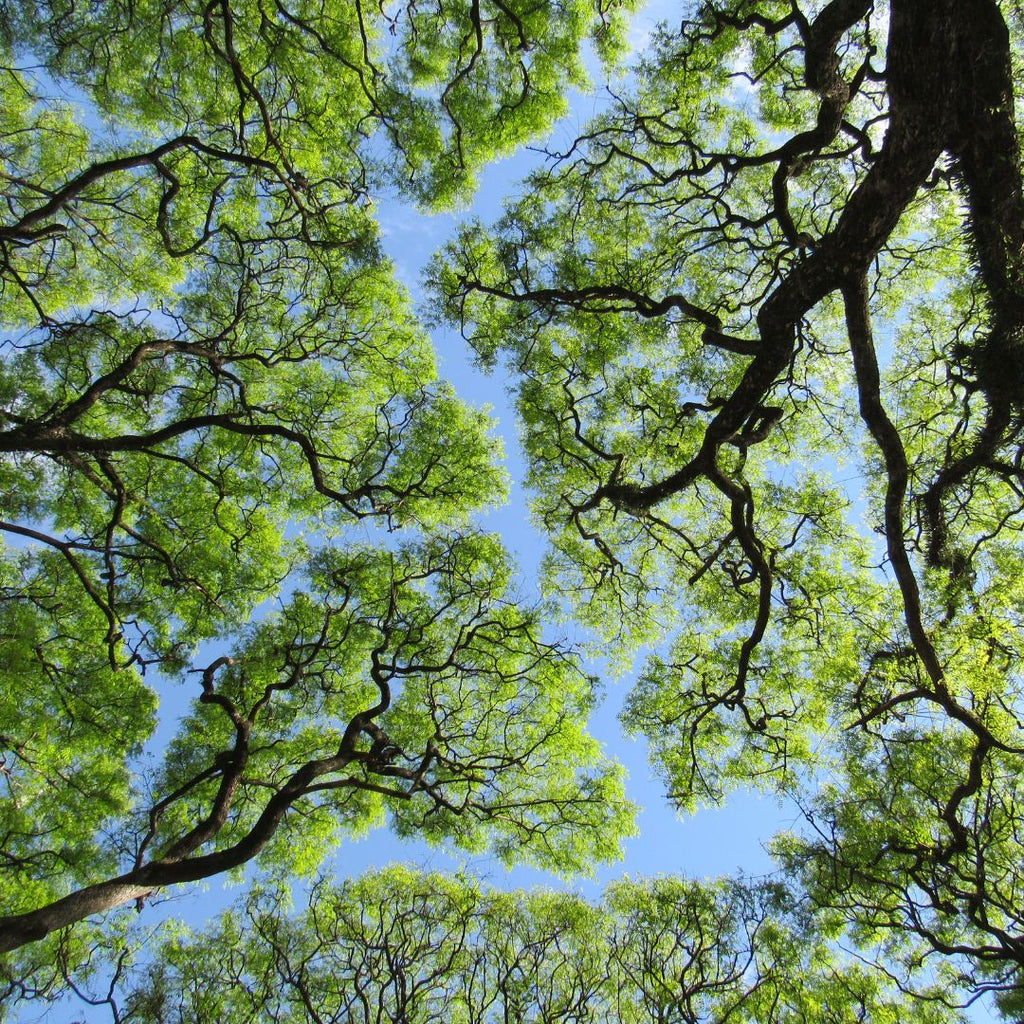 Crown Shyness The Mallorn Project