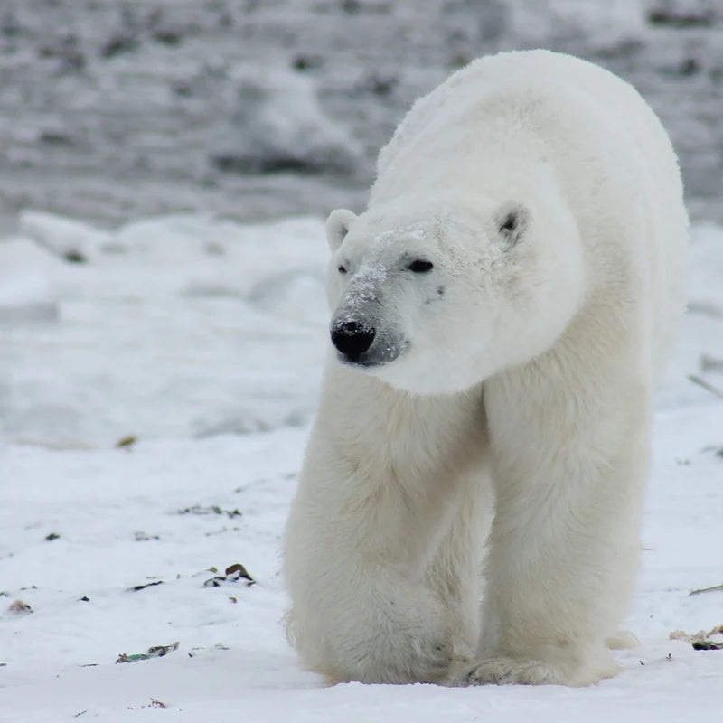 Our Featured Endangered Species