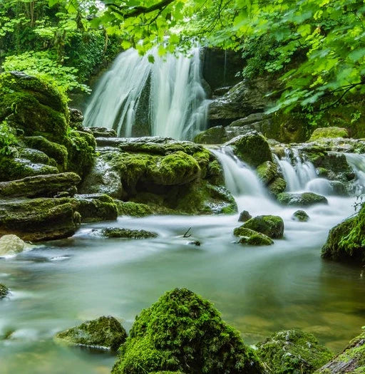 Our Partnership With Rainforest Trust