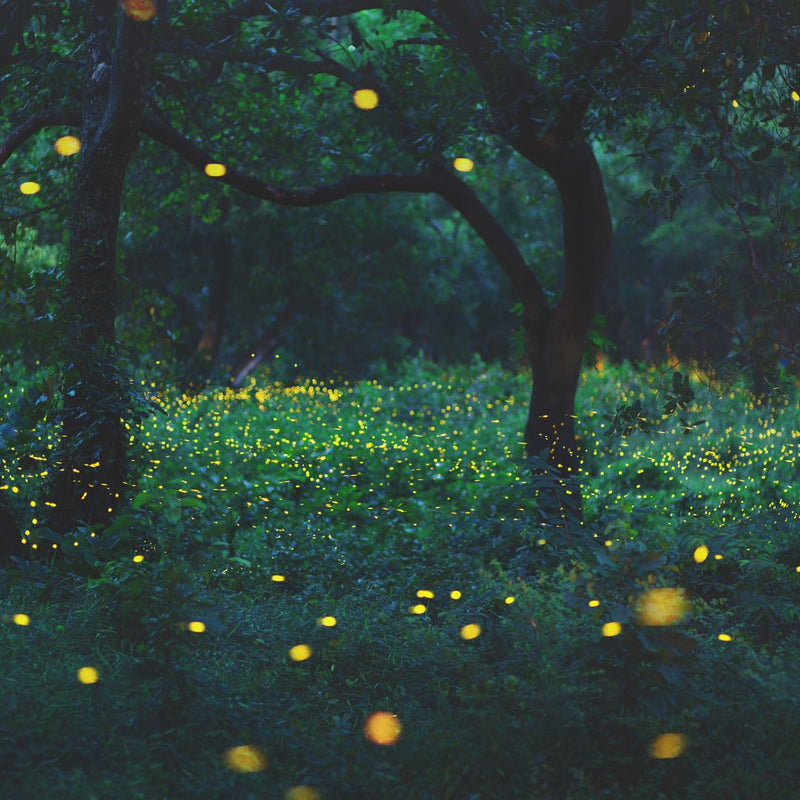 Firefly Tourism