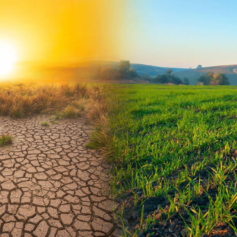 What is "Nature-Based Solutions"?