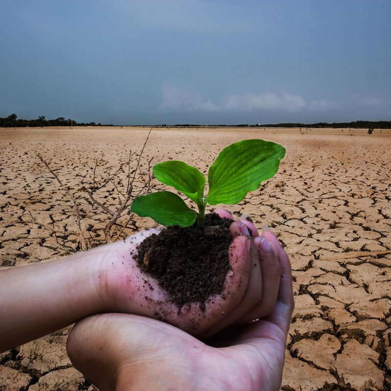 Can Planting Trees Save Our Planet?