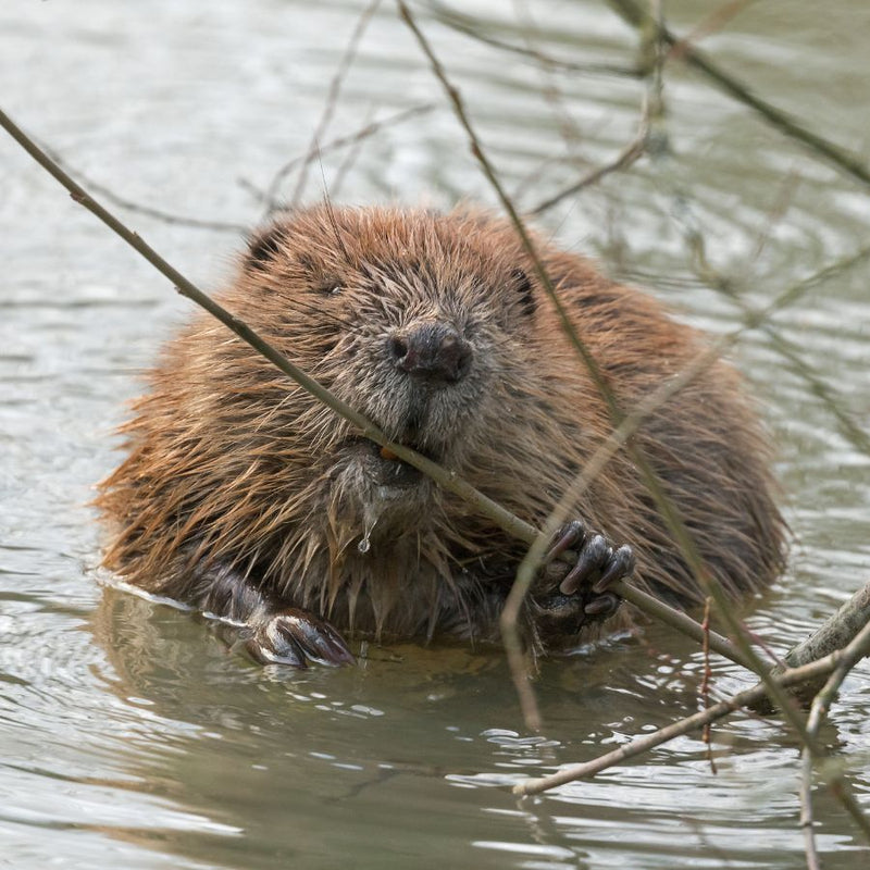 Back from the Brink: Eurasian Beaver